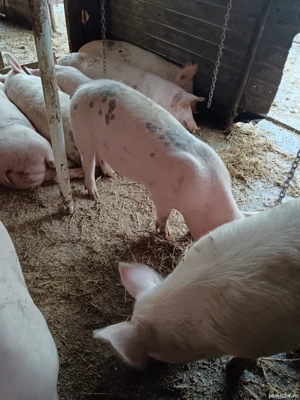 vand purcei vârstă 4 luni jumate  greutate 60  70 kg - imagine 3