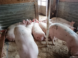 vand purcei vârstă 4 luni jumate  greutate 60  70 kg - imagine 2