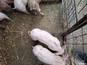 Purcei de vânzare  - imagine 4