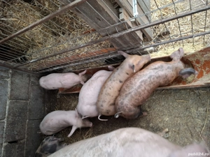 Purcei de vânzare  - imagine 3