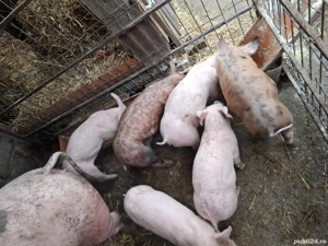 Purcei de vânzare  - imagine 2