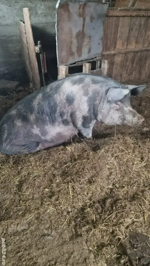 Vând purcea. 9 lei kg - imagine 2