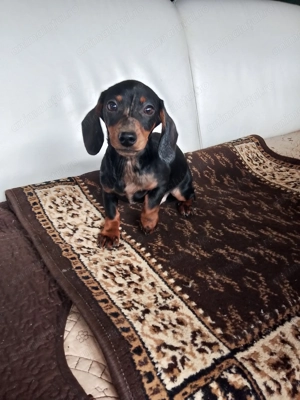 Teckal disponibili - imagine 3