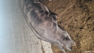 Vând purcea. 9 lei kg - imagine 3