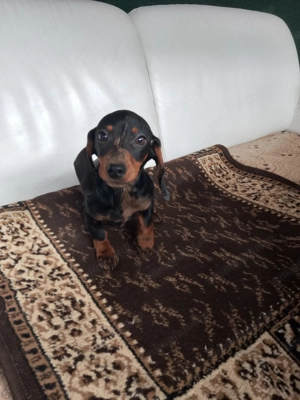 Teckal disponibili - imagine 4