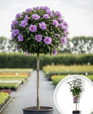 Hibiscus la ghiveci Plante Ornamentale