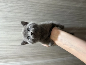 Pui scottish - imagine 3