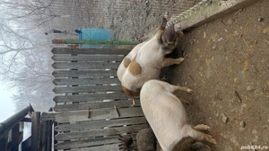 porci de vanzare - imagine 4