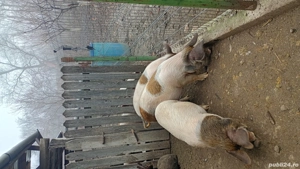 porci de vanzare - imagine 2