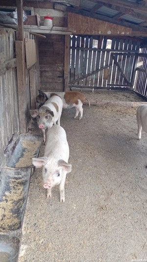 porci de vanzare - imagine 5