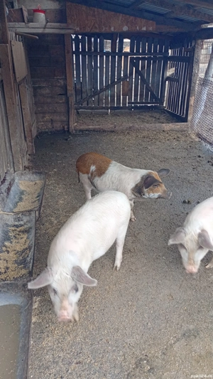 porci de vanzare - imagine 3