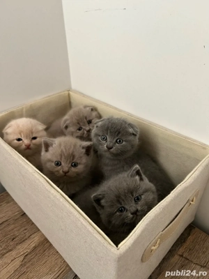 pui brittish scottish 