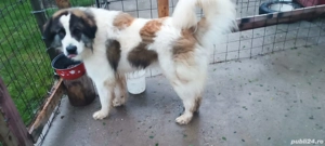 Mascul Ciobanesc de Bucovina 