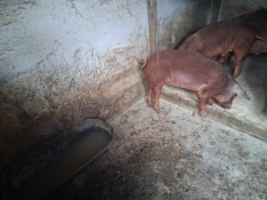 Grasuni duroc de vânzare  - imagine 2