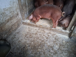 Grasuni duroc de vânzare 