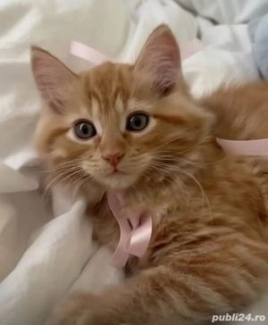 Siberian de Padure  - imagine 2