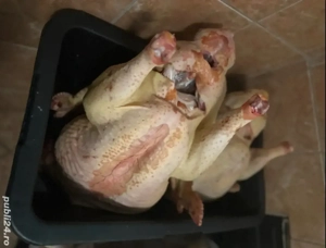 curcani si curci de vanzare 