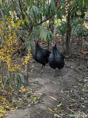 curcani si curci de vanzare  - imagine 3