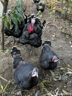 curcani si curci de vanzare  - imagine 2