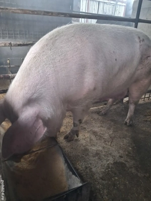 scroafă de vânzare 270..280 kg rasă marele alb  - imagine 2