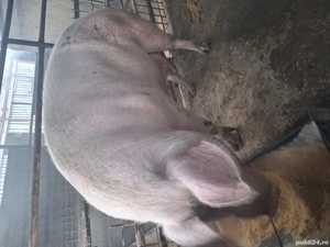 scroafă de vânzare 270..280 kg rasă marele alb  - imagine 4