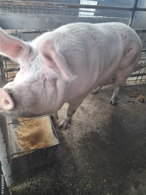scroafă de vânzare 270..280 kg rasă marele alb  - imagine 3