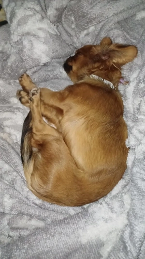 Donez catelusa de pechinez  - imagine 2