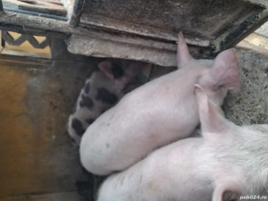 de vânzare 3 masculi 25..30 kg rasă marele alb și petrean  - imagine 3