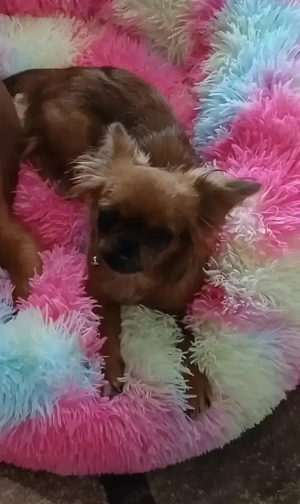 Donez catelusa de pechinez  - imagine 3