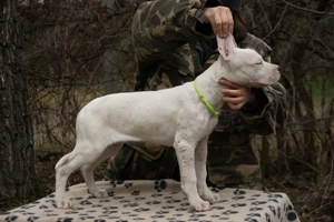 Dog Argentinian femela 12 saptamani 