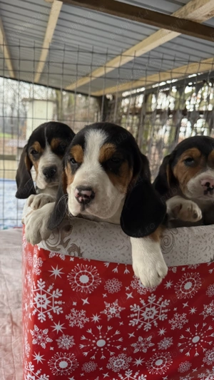 Pui Beagle Tricolor - imagine 2