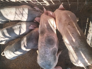 Purcei din rasa pietrean belgian, cu vârsta de 3,5 luni de vânzare - imagine 2