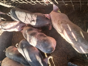 Purcei din rasa pietrean belgian, cu vârsta de 3,5 luni de vânzare