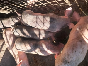 Purcei din rasa pietrean belgian, cu vârsta de 3,5 luni de vânzare - imagine 6