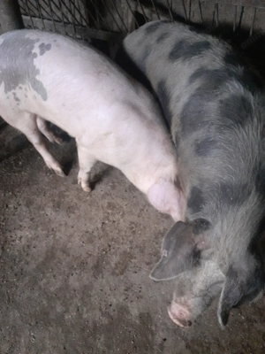 Porci de vanzare 