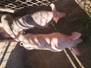 Purcei din rasa pietrean belgian, cu vârsta de 3,5 luni de vânzare - imagine 5