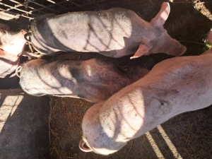 Purcei din rasa pietrean belgian, cu vârsta de 3,5 luni de vânzare - imagine 3