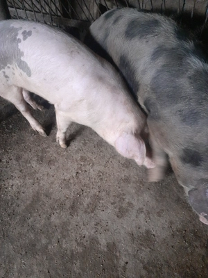 Porci de vanzare  - imagine 2