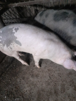 Porci de vanzare  - imagine 3