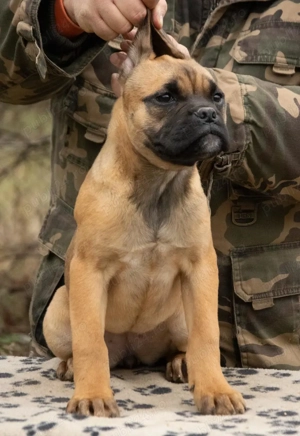 Cane Corso femela 4 luni - imagine 2