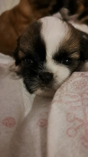 Catelusa shih tzu