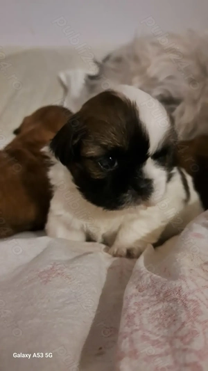 Catelusa shih tzu - imagine 2