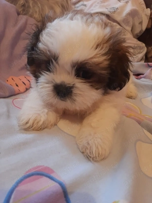 Catelusa shih tzu - imagine 3