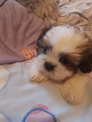 Catelusa shih tzu - imagine 4