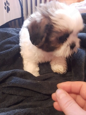 Catelusa shih tzu - imagine 5