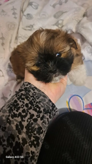Catelusa shih tzu