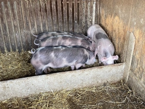 Purcei de vanzare - imagine 2