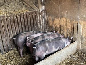 Purcei de vanzare - imagine 3