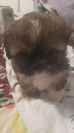 Catelusa shih tzu - imagine 3