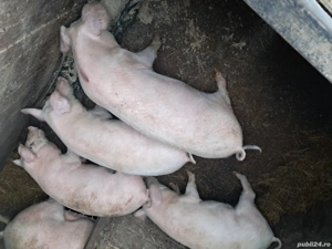 Vând Porci - imagine 2